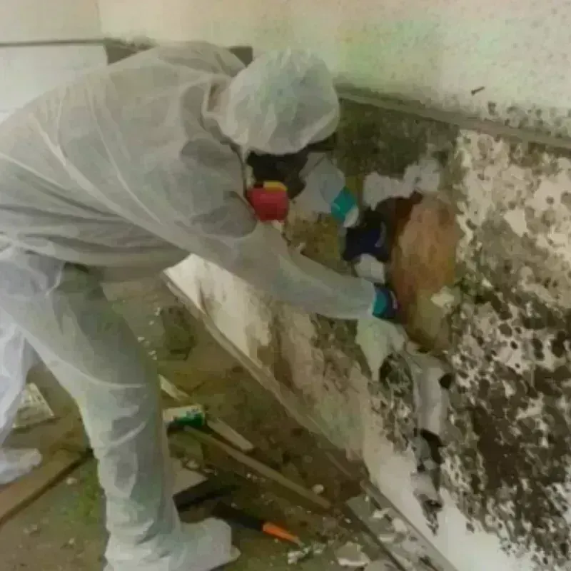 Mold Remediation and Removal in Upton, MA